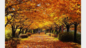 주말까지 포근한 날씨…서울 단풍 구경은 ‘여기’서