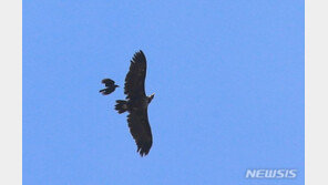 “여기 왜 왔어” 독수리 공격하는 큰부리까마귀