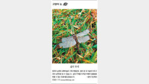 삶과 죽음 [고양이 눈썹 No.42]