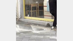 부산 거리에 바퀴벌레 떼 쏟아져 나와 ‘기겁’…무슨일?