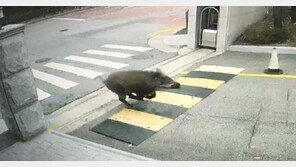 야생 멧돼지, 초등학교 후문에 출몰…용인시 “수색 중”