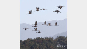 올해도 어김없이 철원평야 찾은 ‘겨울진객’[청계천 옆 사진관]