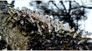 10월 이른 한파 영향…서울 평년보다 15일 빠른 첫 얼음