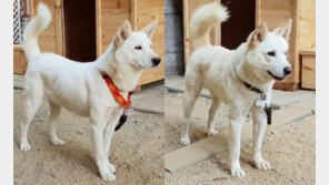 文측 “용산, 풍산개 쿨하게 처리 안해줘…여기 위탁 싫다니 잘 길러라”