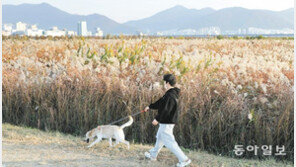 반려견과 갈대밭길 산책