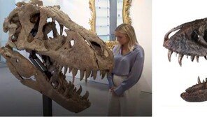 2m 크기 티라노사우루스 두개골, 205억원에 낙찰 전망