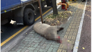 한밤 도로서 오토바이-멧돼지 충돌…운전자 부상