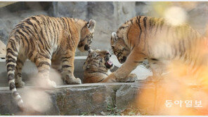 “아기 한국 호랑이 삼둥이 납시오”[청계천 옆 사진관]