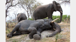 코끼리 24마리 만취해 정글에서 뻗었다…도대체 무슨 일?