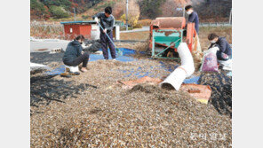 콩타작하는 ‘수확의 계절’