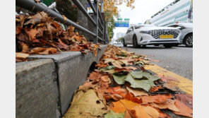 낙엽에 배수로 막혀… 서울 곳곳 또 침수 피해