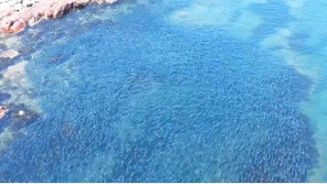 “돌고래를 피해라”…호주서 포착된 대규모 연어떼 [영상]