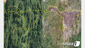땅값 때문에 축구장 만한 ‘제주 곶자왈’ 훼손한 70대…법정구속
