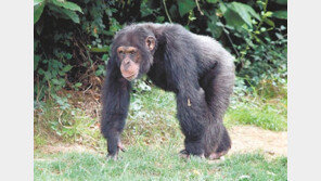 “침팬지에겐 없다” 인간이 지닌 특별한 뇌세포 발견