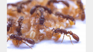 성실하고 조직생활 능한 개미… 비결은 ‘번데기 젖’