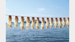 동해안 어종 오징어, 서해서 더 잡혀… 1마리, 동해 3만원-서해 7000원 