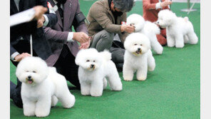 “멍멍, 내가 제일 예뻐”