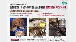 신고 없이 음식폐기물을 개·닭 먹이로…경기, 동물농장 불법행위 무더기 적발