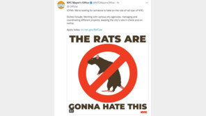 뉴욕시 “쥐 잡으면 연봉 2억”…‘킬러 본능’ 대졸자 고위직 급구 화제