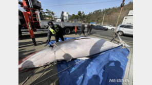 포항 앞바다 죽은 밍크고래, 1억원에 거래