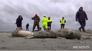 바다표범 2500마리 떼죽음…러 다게스탄 해안으로 밀려와