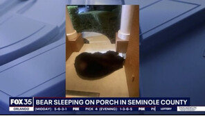 현관서 잠에 곯아떨어진 곰 발견한 美남성…“본 중에 가장 커”
