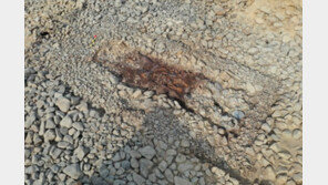 금귀걸이·은허리띠 신라남성…경주 ‘황남동 120호분’ 주인은?