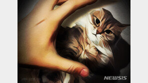 길고양이 학대·살해 혐의 20대, 징역 8월…“범행 수법 잔혹”