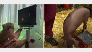 머스크 ‘뉴럴링크’, 실험 동물 1500마리 떼죽음…美 조사 착수