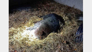 불법 곰 사육농장서 곰 3마리 탈출…주인 부부 습격해 사망