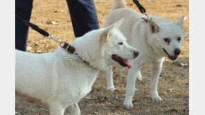 文 기르던 풍산개 부부, 광주 동물원서 새끼 ‘별’과 상봉