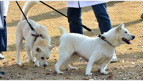 文 반환한 풍산개, 광주 우치동물원서 새 삶 