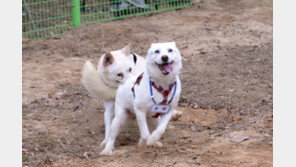 文, ‘곰이·송강’ 품은 광주시에 “우리 개 잘 부탁한다” 감사
