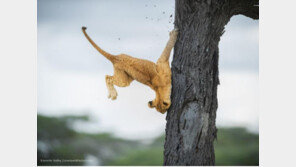 미끄러진 사자, 드롭킥하는 왈라비…올해의 웃긴 야생동물 사진