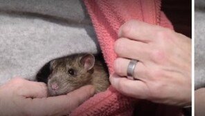 ‘은혜 갚은 쥐’…목숨 구해 준 주인 화재 위기서 구해낸 생쥐