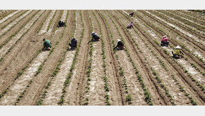 내년 상반기 외국인 계절근로자 2만6788명 배정…역대 최대