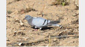 “골칫덩이 집비둘기 아니에요”… ‘멸종위기’ 양비둘기 첫 번식 성공