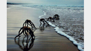 “남아공 해변 기어 다니는 외계인”…누리꾼 떨게 한 괴물의 정체