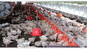 휘발유만큼 비싼 등유값에 양계업계 ‘한숨’