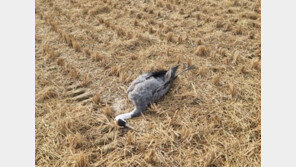 “흑두루미 폐사 이렇게 많은 건 처음”… 치명적 AI 바이러스 비상 