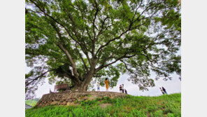 ‘우영우’ 창원 팽나무 꾸준히 보호…천연기념물 지키는 당산나무할아버지들