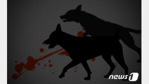 “우리 개는 사람 안 물어” 목줄 없는 삽살개, 여성·반려견 덮쳤다