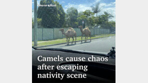 크리스마스 연극서 탈출한 낙타들…도로 위 혼돈의 카오스