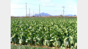 배춧값 뛰자 가을배추 생산량 18%↑…무·사과·배도 늘어