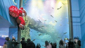 산타가 물고기 먹이 주는 단양 아쿠아리움