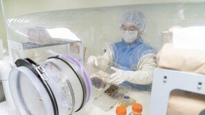 “비만쥐 김치 먹었더니 체지방 줄고 신경염증 개선”