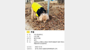 한파에 강아지 내려두고 ‘쌩~’…1주뒤 비슷한 푸들 거리 배회