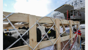 네팔 간 K-젖소…“낙농업 수원국서 공여국으로”