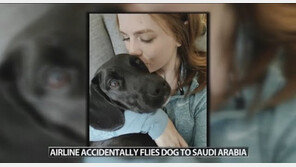 항공사 실수로 미국 갔어야 할 강아지, 난데없이 사우디 도착