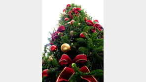 온실가스 줄이고 수명은 더 길게… 크리스마스트리도 진화한다